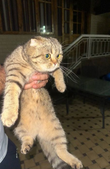 Tigrli mushukchamiz bor