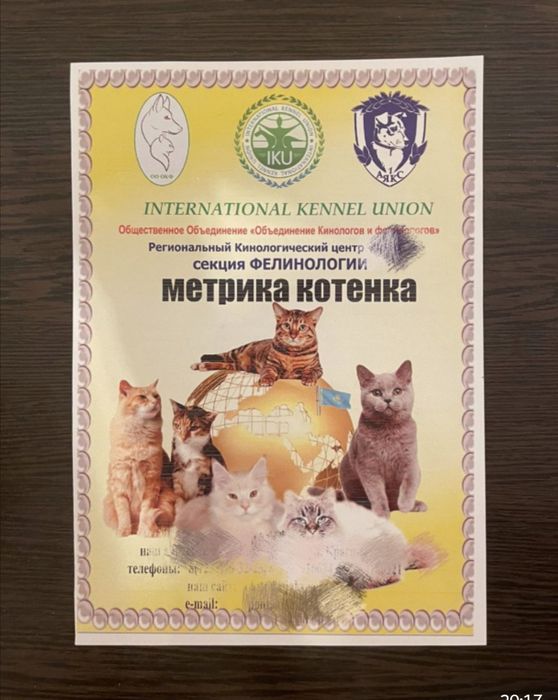 Девочка чистокровная бенгал