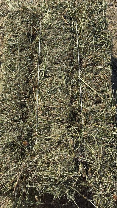 Люцерна сено 2-3 укос