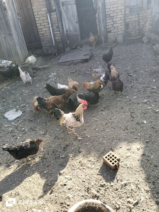 Куры куры несушек