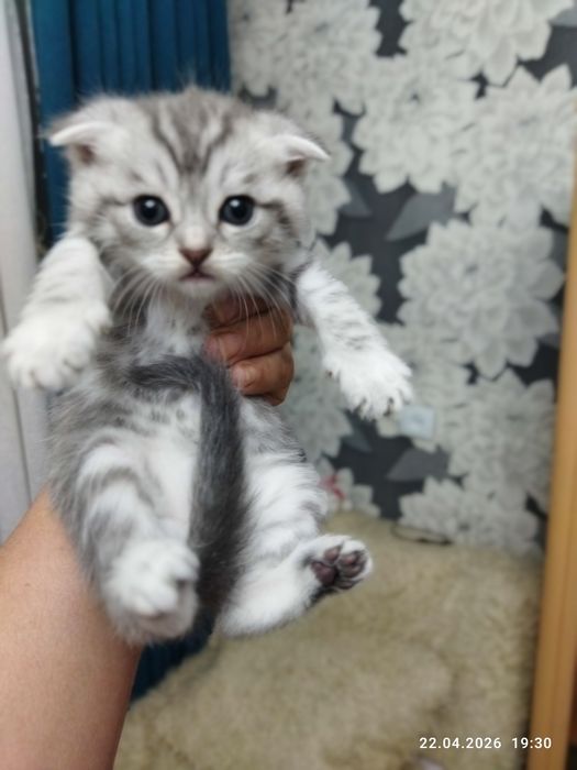 Готовы к продаже шотландские котята