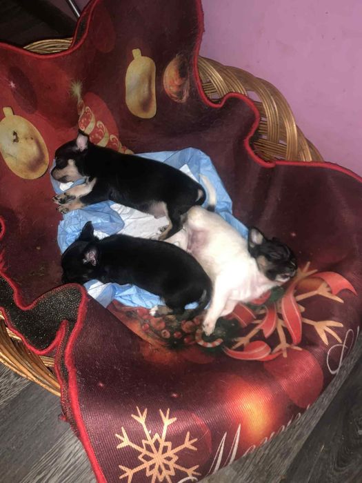 Чихуахуа 3 момчета