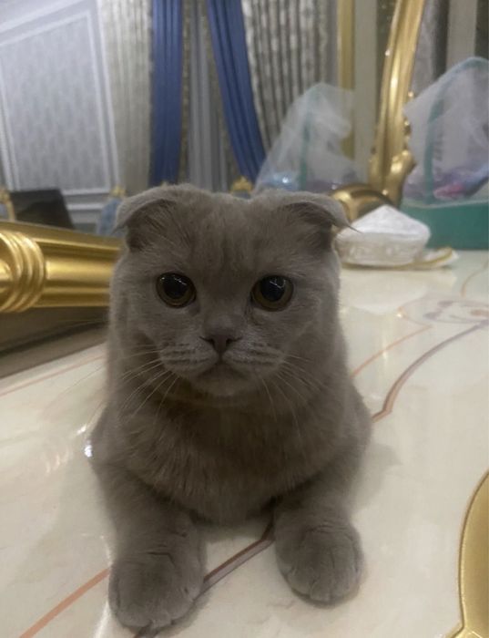 Шотландский вислоухий