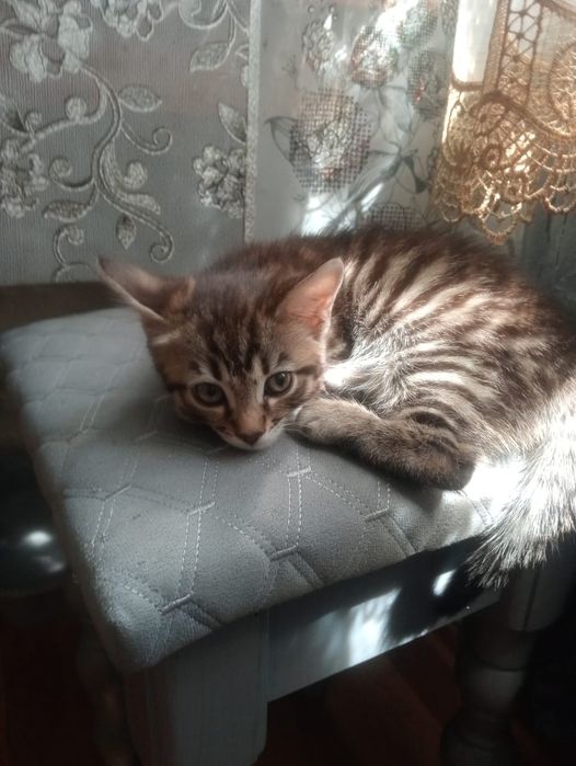 Продам котенка девочка