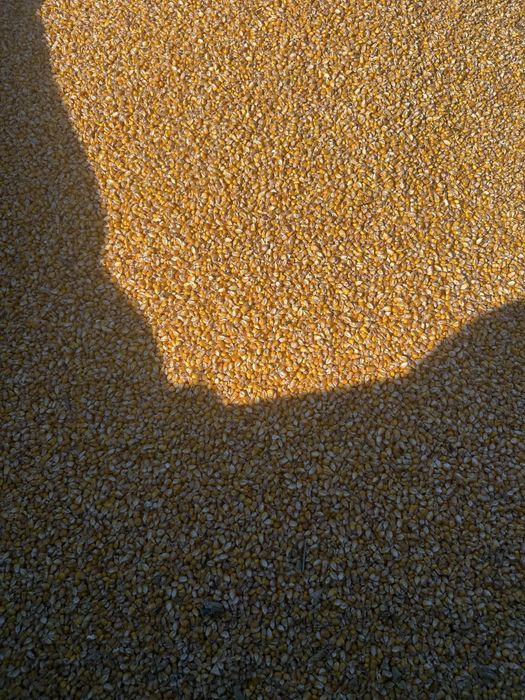 Porumb, Grau, ovaz productia 2025