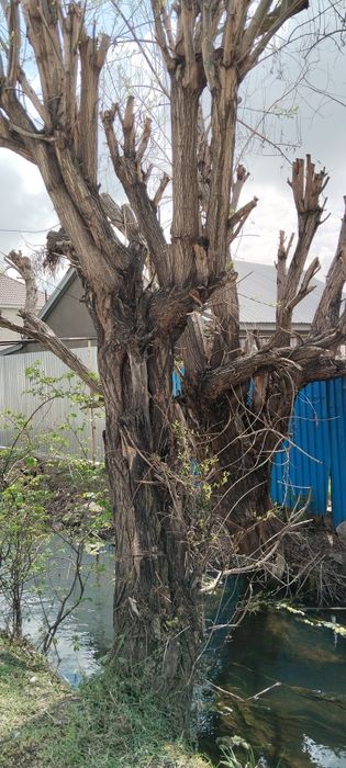 Бесплатно деревья