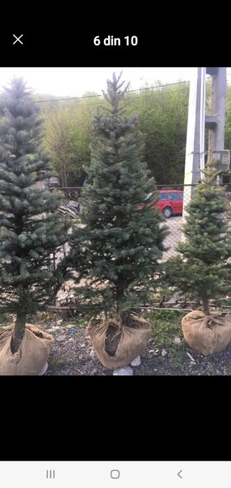 Plante ornamentale