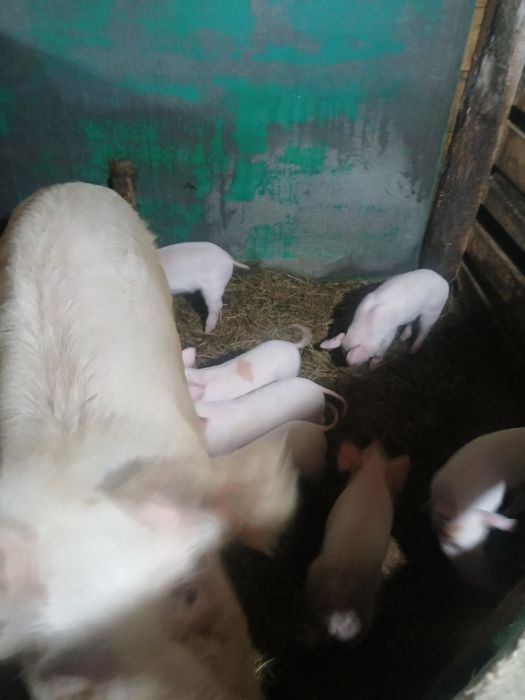 Продам поросят  1 месяц