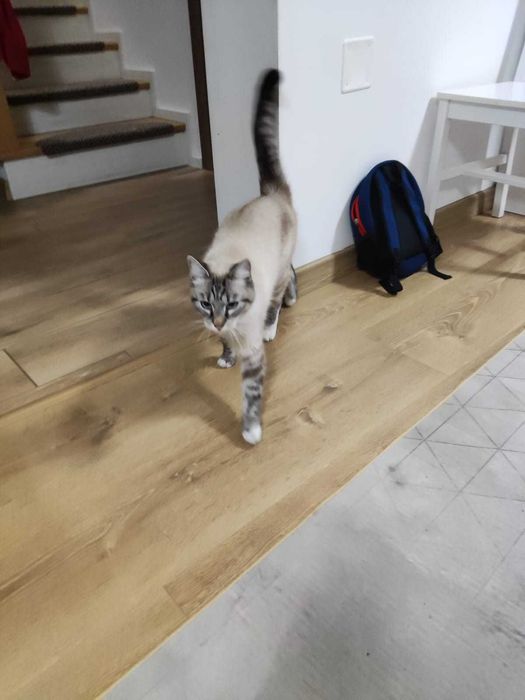 Ofer motan spre adoptie, din Ipotesti Suceava.