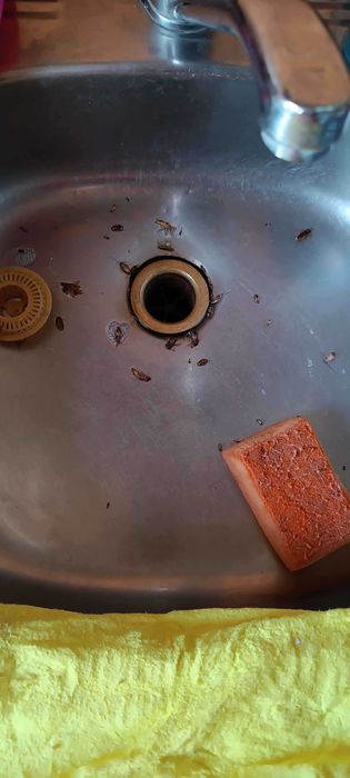 Адвион шприц от тараканов. Таракан . Оптом.дори. Адвон Advion Ад