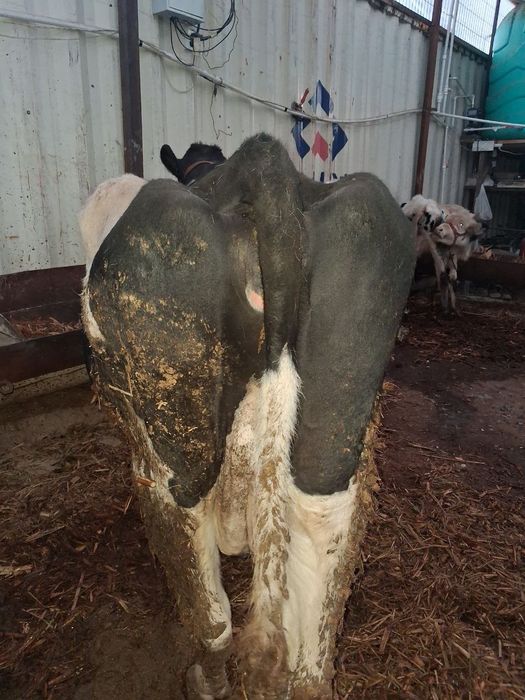 Golland sigir sotiladi