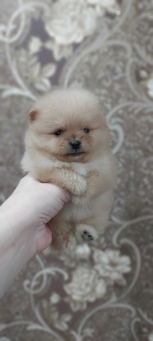 Шпицы мальчики и девочки