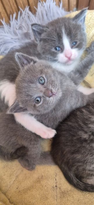 Отдам котят в добрые руки