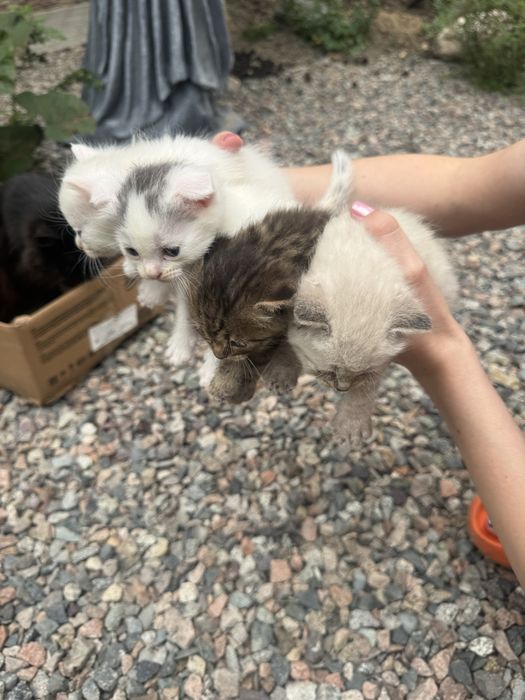 Отдам котят бесплатно