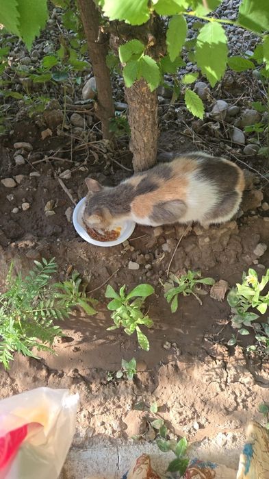 Срочно нужен куратор в помощи пристройства кошечки не бесплатно!