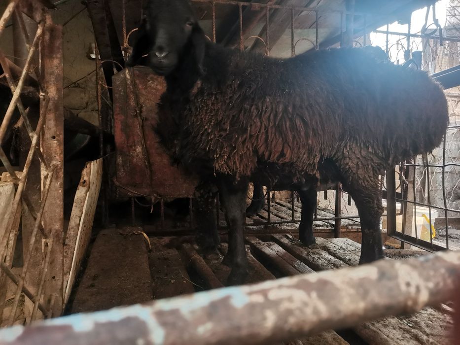 Кучкорлар сотилади