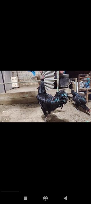 Zotdor tovuq jojalari