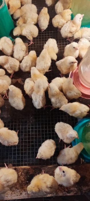 Продам бройлеров на
