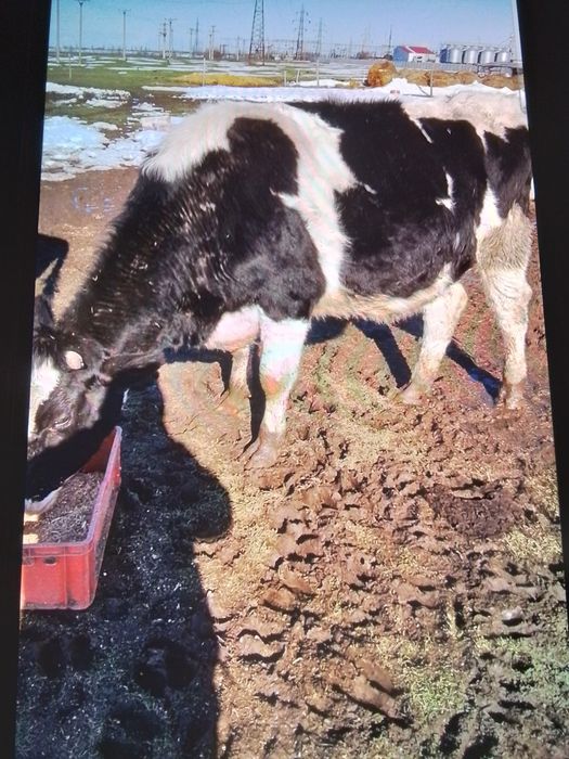 Vând junici gestante și una care abia a fătat un vițel frumos.