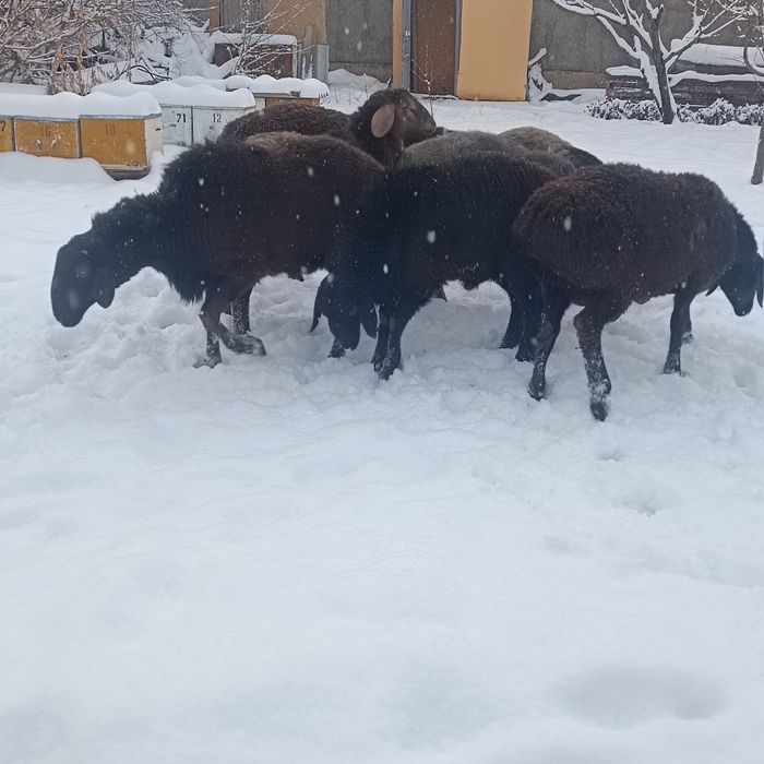 Токты-кошкарлар сатылады
