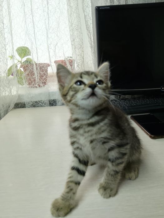 Продам  полу британских котят