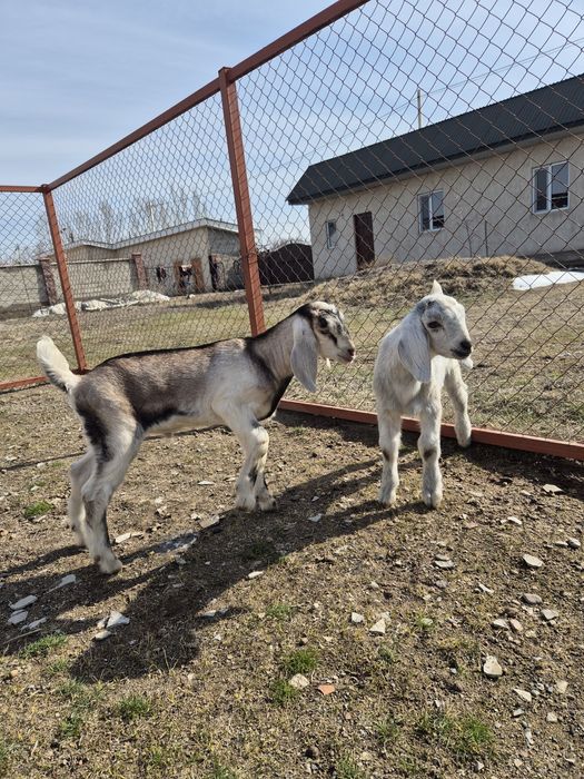 Козлята англонубийские.