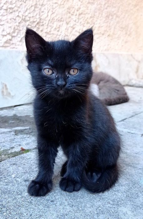 Продам породистых смешанных  котят