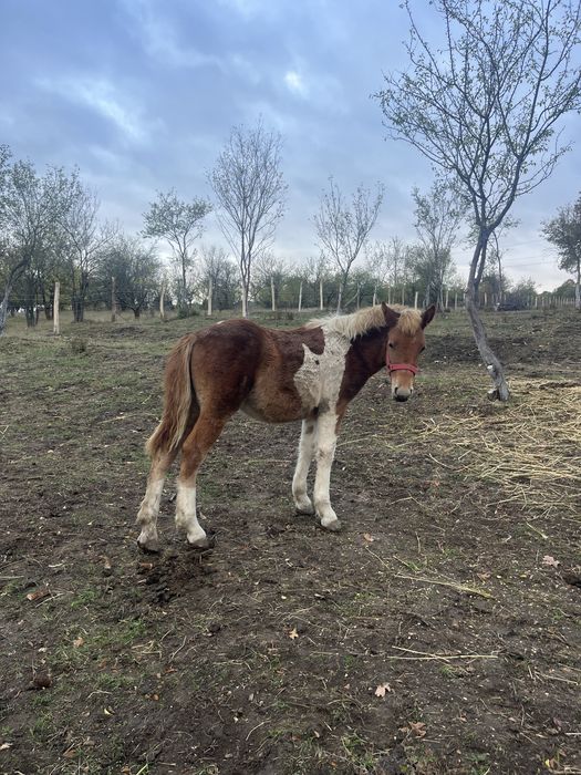 Vand manza tarcata de 5 luni