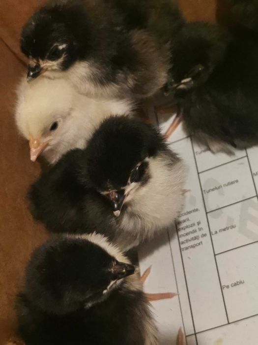 Pui găină, rasa australorp si sussex