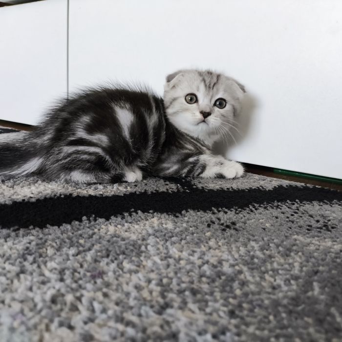 Продам котят. Вислоухие