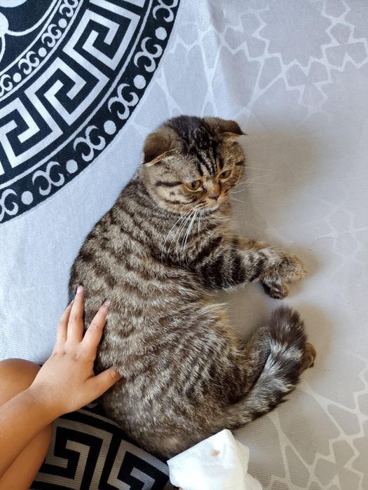 Отдам кота  в хорошие руки