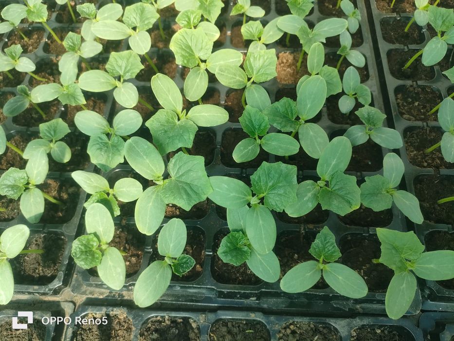 Огурцы рассада. Габри, Ардия.