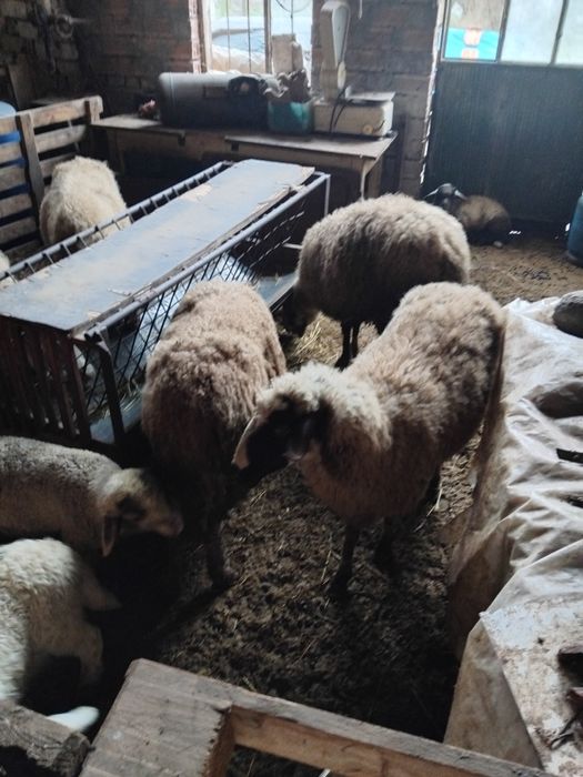 Овце с агнета,агнета.