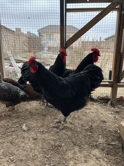 Петухи Австролорп