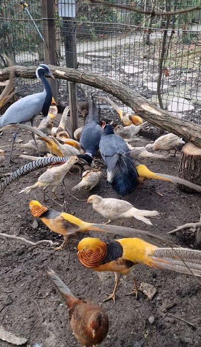 Fazan auriu, fazan diamant, fazan argintiu