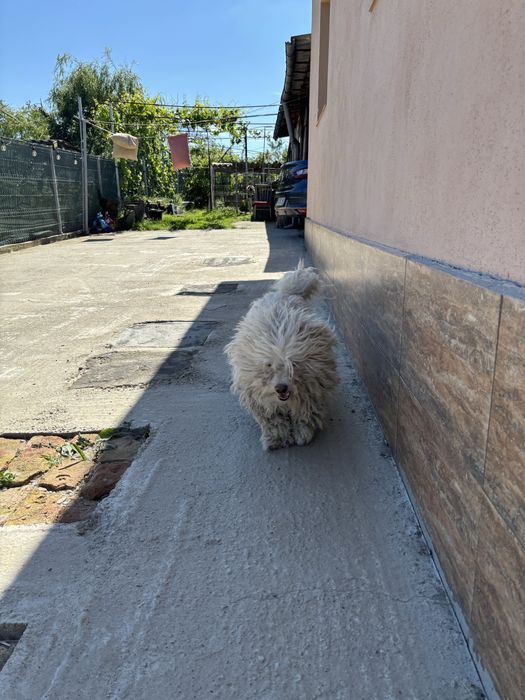 Tuns caini la domiciu