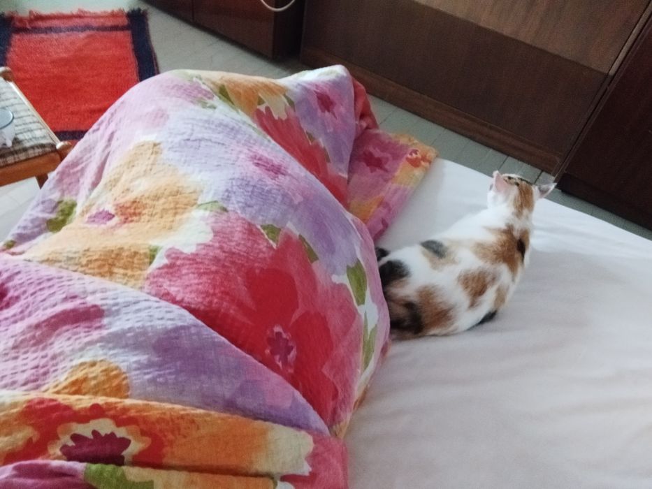 Подарява се kотенце - Казанлък