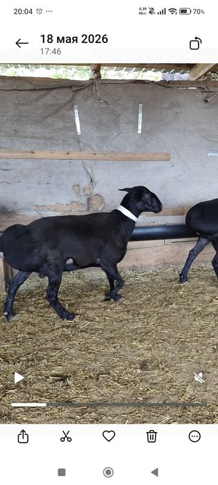 Продам баран Кошкары