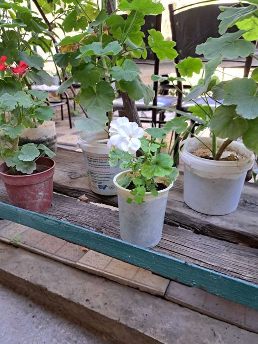 Герани комнатные цветы