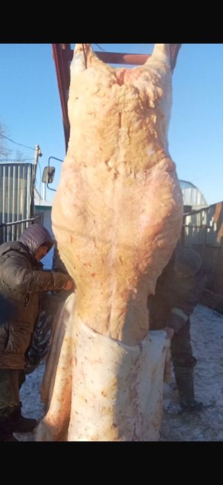 Ет соғым қашар сатылады