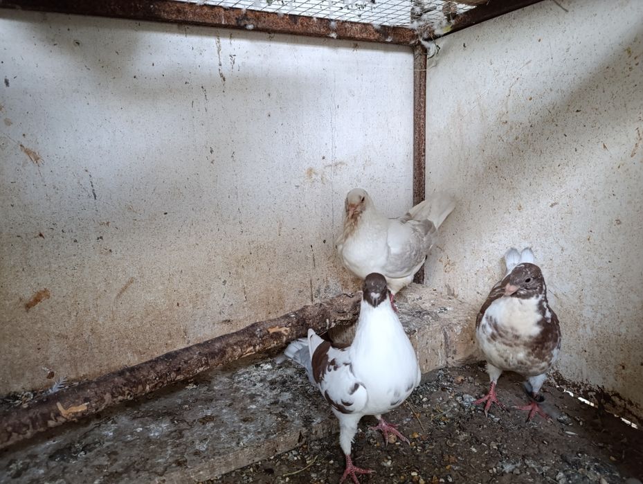 Голуби кинги 1+1 и малыш всех отдам оптом