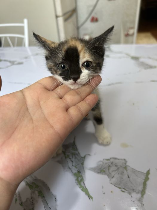 Котят отдам в хорошие руки