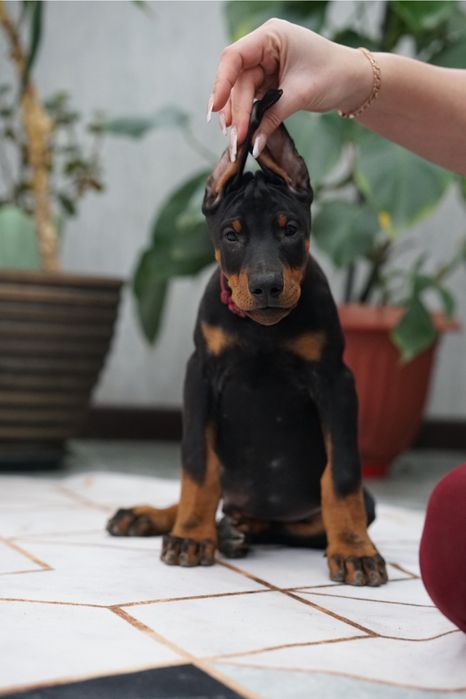 Щенок добермана кобель