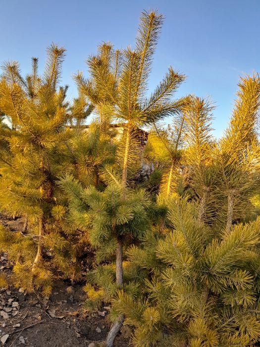 Продам сосны ,,,