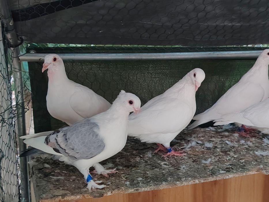 Desfiintez porumbei de rasă  pret foarte bun pentru toti