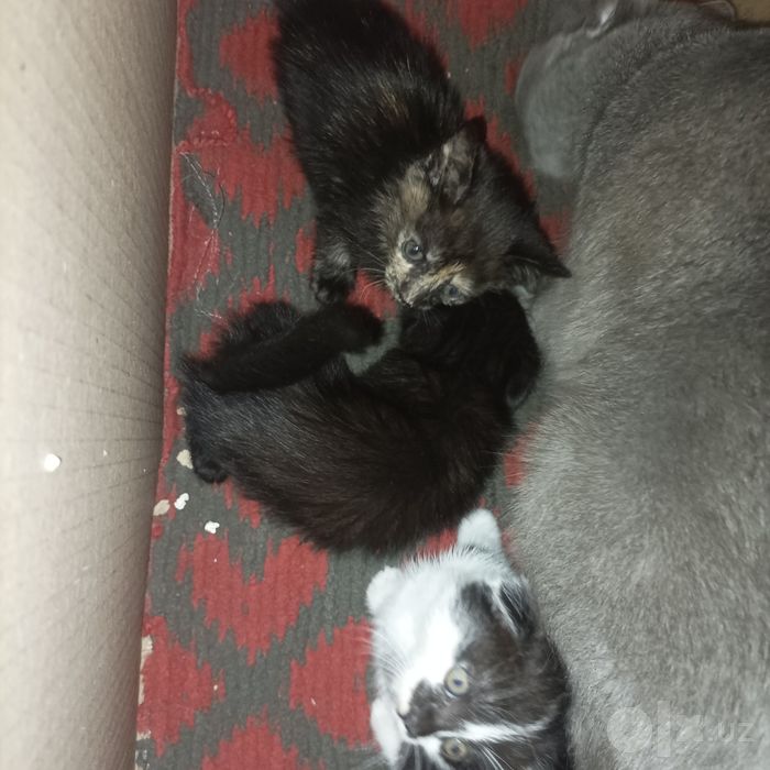 котята в добрын руки