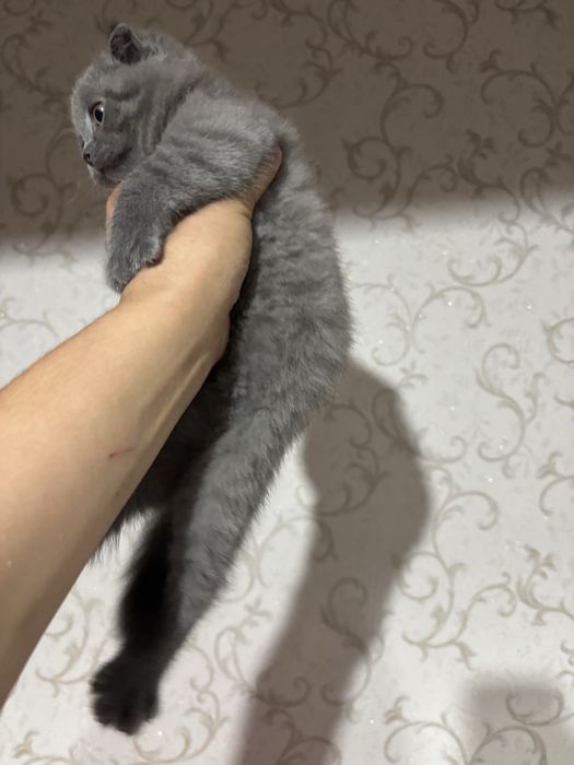 Продается Вислоухий котенок девочка