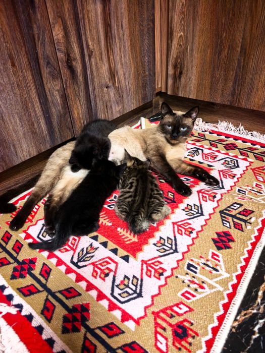 Милые британские котята ищут уютный дом!