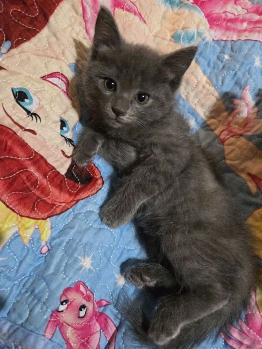 Отдадим котят в добрые руки
