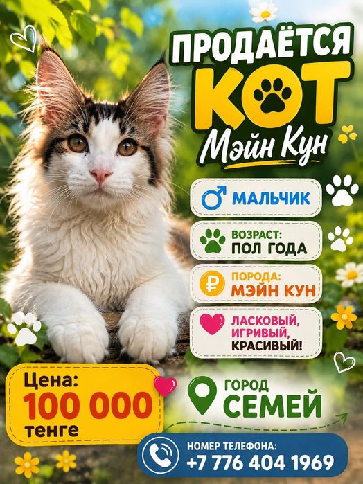 Мейнкун крупные котята !